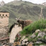 მწყემსი ცხოველი მთებში, ფონზე კოშკი — თბილისი
