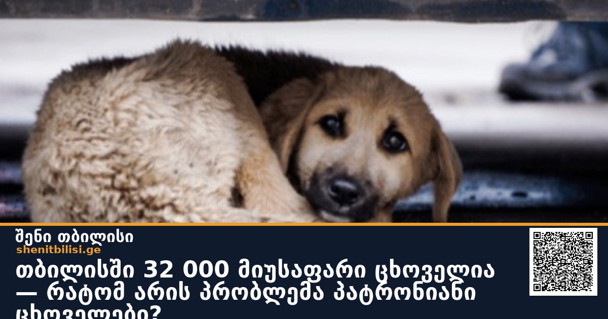 თბილისში 32 000 მიუსაფარი ცხოველია — რატომ არის პრობლემა პატრონიანი ცხოველები?