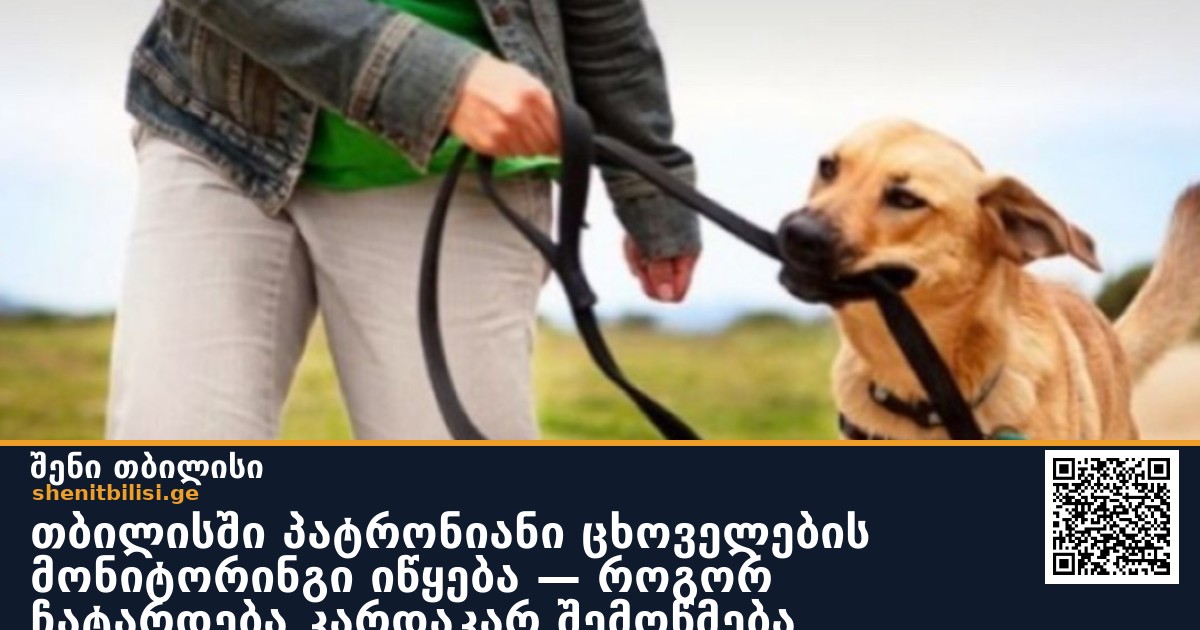 თბილისში პატრონიანი ცხოველების მონიტორინგი იწყება — როგორ ჩატარდება კარდაკარ შემოწმება